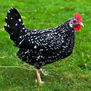 Anconas Chicken For Sale