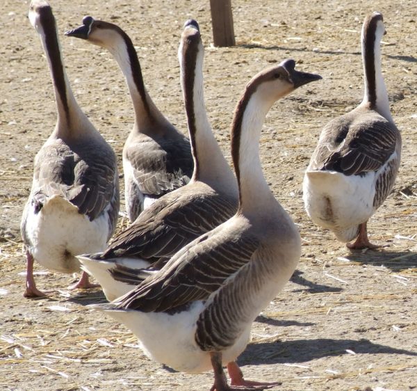 Brown Chinese Geese
