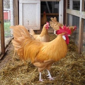 Buff Minorcas Chickens For Sale