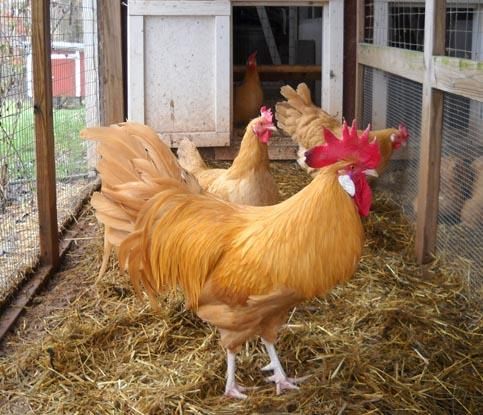 Buff Minorcas Chickens For Sale