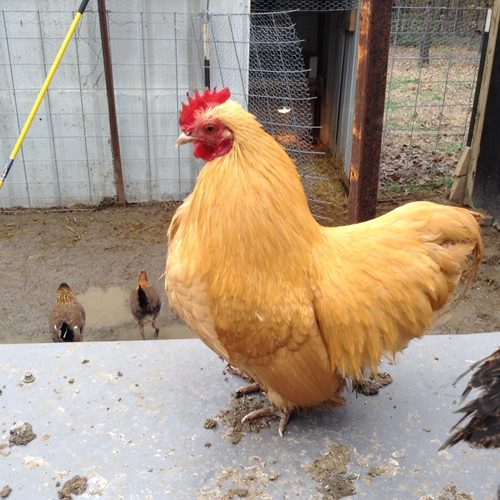 Buff Rock Chickens for Sale