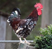 Speckled Sussex chicken