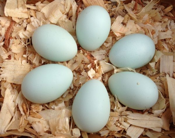 Speckled Sussex Hatching Eggs