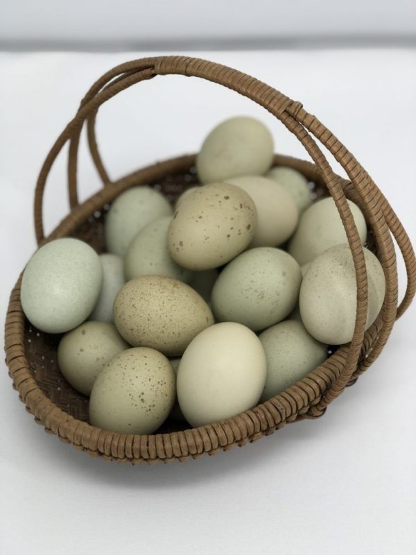 Polish Hatching Eggs