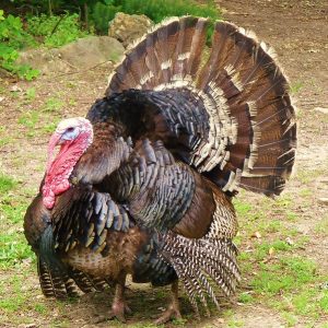 Standard Bronze Turkeys