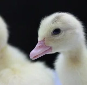 tufted roman geese for sale