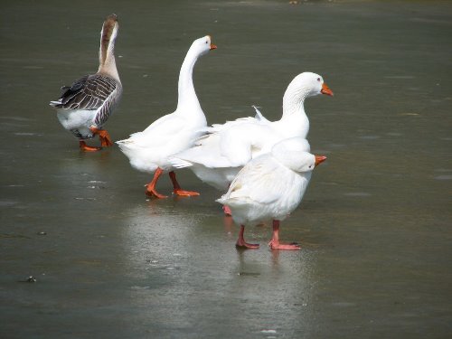 White Chinese Geese1