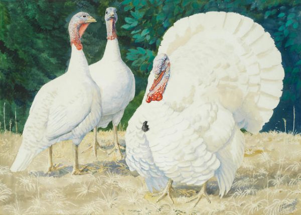 White Turkeys