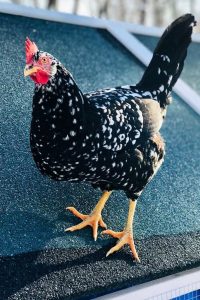 Anconas Chicken For Sale