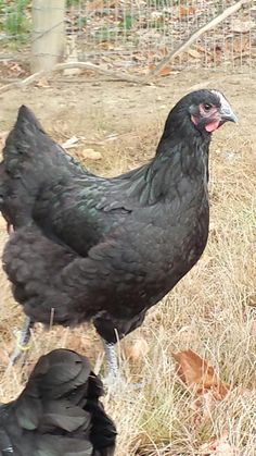 Black Giants Chicken For Sale