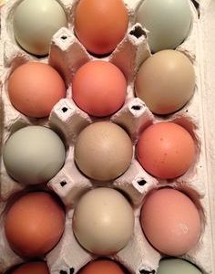 Buff Orpington Hatching Eggs