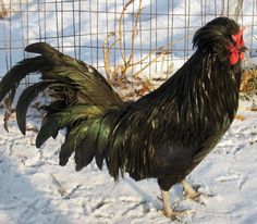 Crevecoeur Chickens For Sale