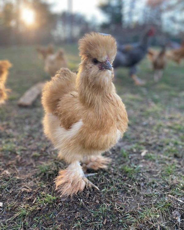 Faverolles Chickens For Sale