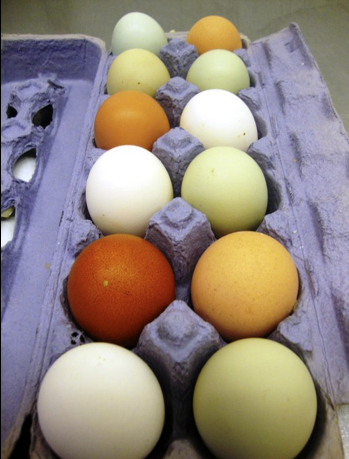Buy Buff Orpington Hatching Eggs