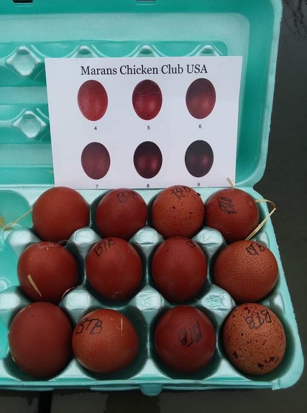 Marans Hatching Eggs