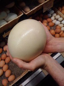 Fertilized Ostrich Eggs