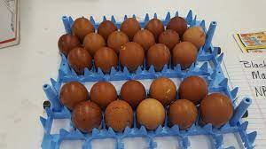 Marans Hatching Eggs