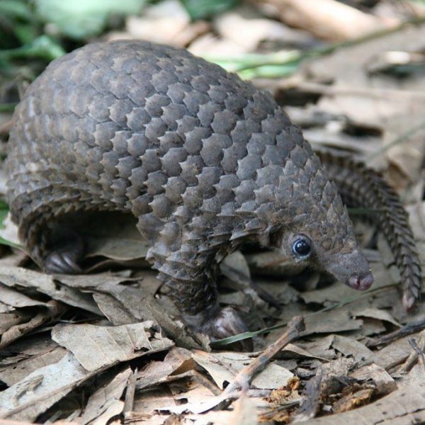Pangolins for sale