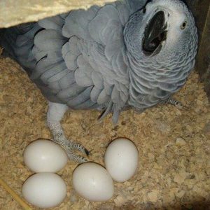 African Grey Eggs for sale