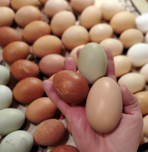 Buy Silkie Hatching Eggs