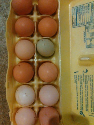 McLean Hatching Eggs