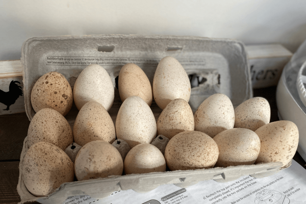 Buy Turkey Hatching Eggs