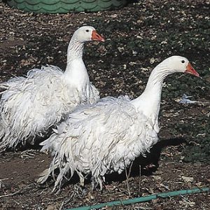 sebastopol geese for sale