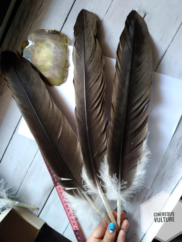 Buy Rare natural feathers