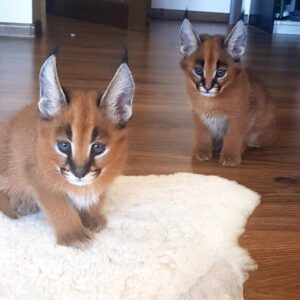 Buy Caracal For Sale