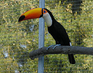 Buy Toco Toucan Birds for Sale