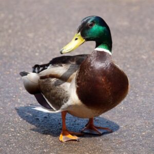 Buy Mallard Ducks