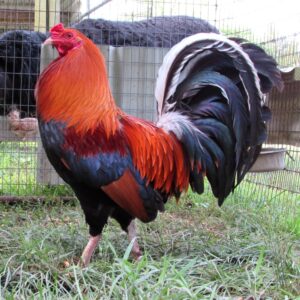 Purchase Lacy Roundhead Game Fowl